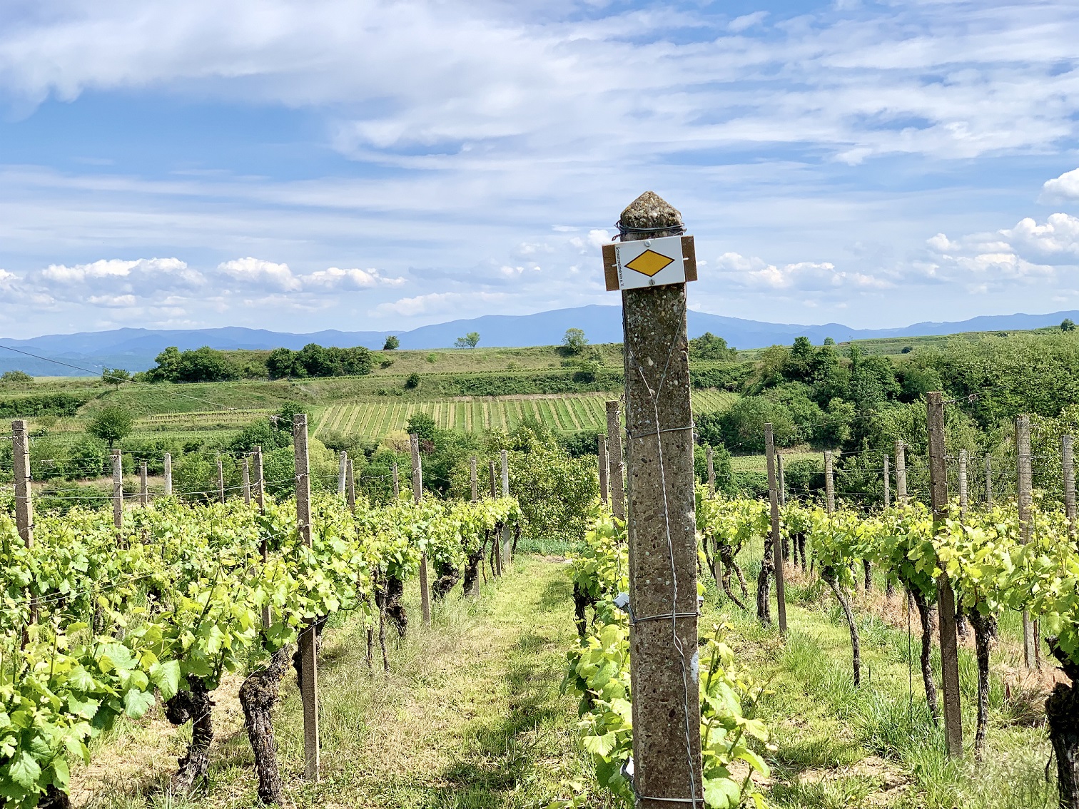 Naturführung im Kaiserstuhl