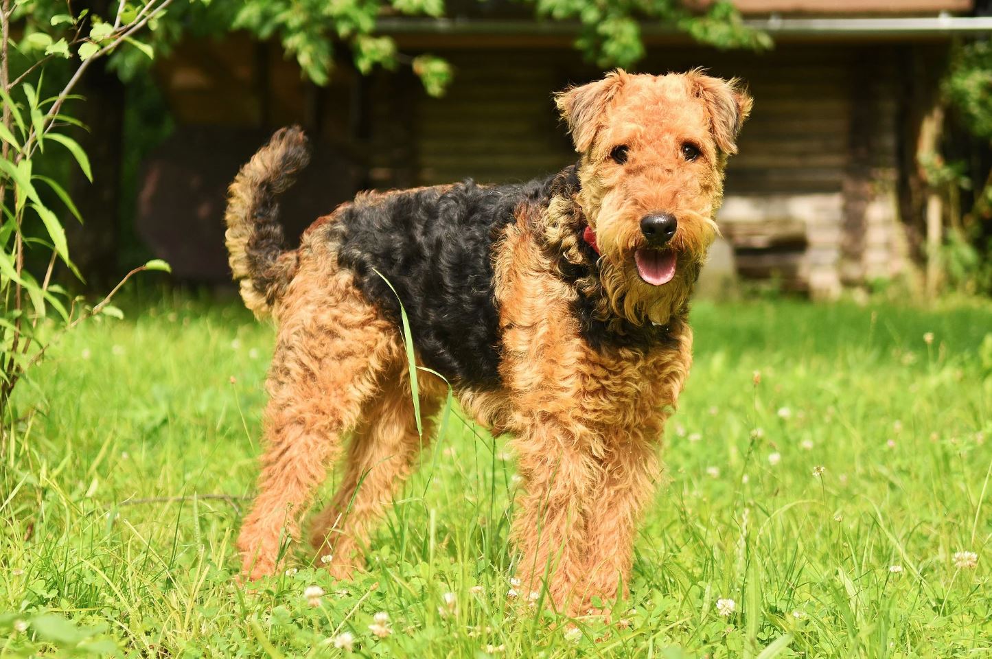 M: Mittelgrosser Hund