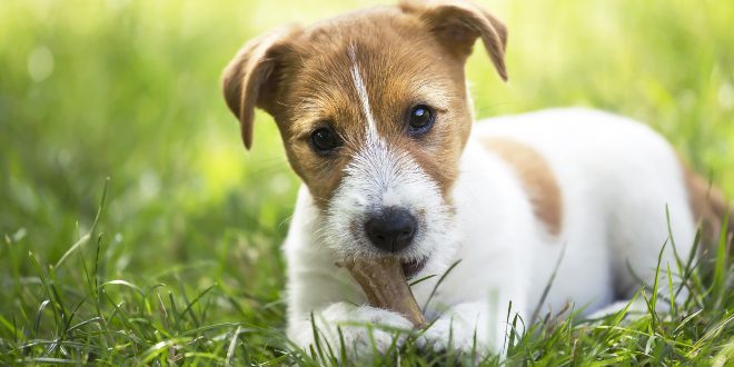 S: Small dog