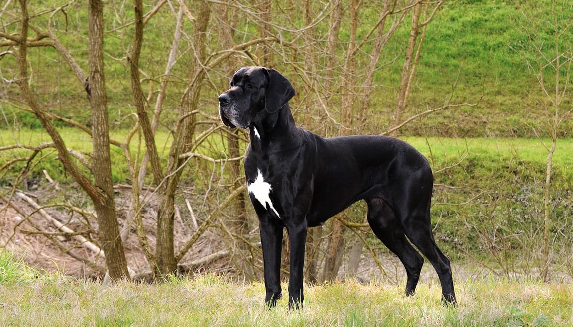 L : Grand chien