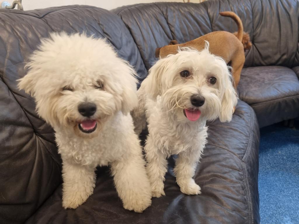 Ganztagesbetreuung für Hunde (Einzeltag)