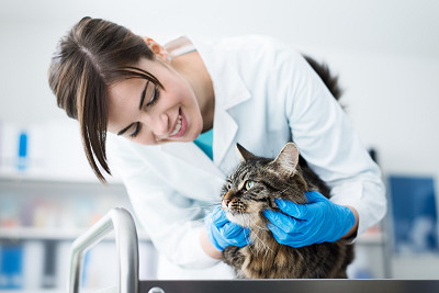Tierarzt / Tiermedizin